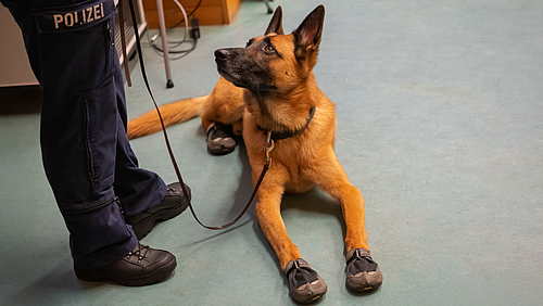 Tierischer Besuch in der Kinderuni: Spürhund Moby wartet geduldig auf seinen Einsatz im Hörsaal. Deutscher Schäferhund mit Hundeschuhen an den Pfoten liegt auf dem Boden und blickt nach oben zu seiner Hundeführerin, von der auf dem Bild nur die Beine bis zum Schtiftzug "Polizei" auf der Hose zu sehen sind.