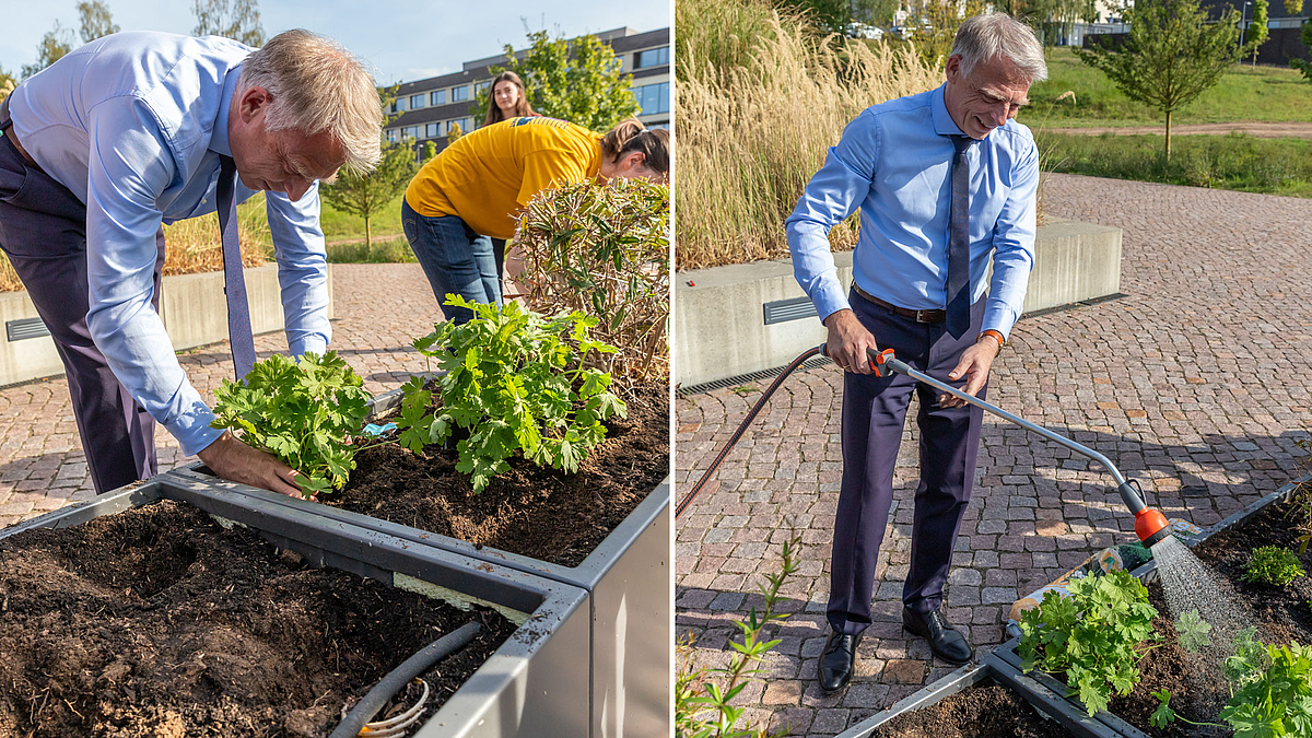 Zwei Fotos nebeneinander, die den Rektor der Hochschule Mittweida beim Setzen einer Pflanze (Bild 1) und beim anschließenden Wässern (Bild 2) zeigen.