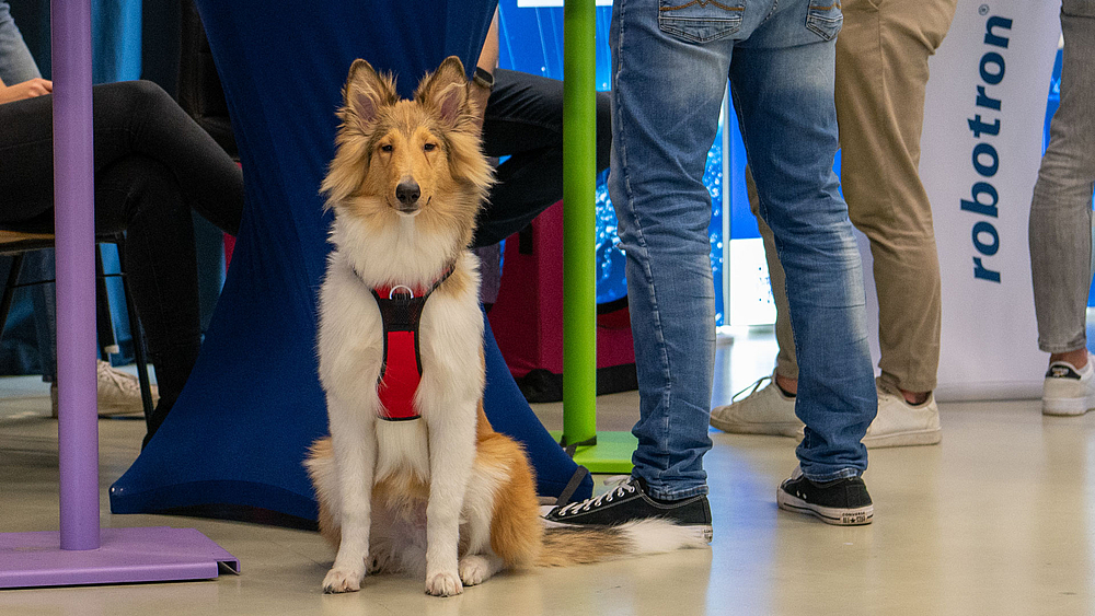 Ein Hund sitzt unter Stehtischen auf dem Boden und blickt in die Kamera.